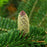 Fir, Fraser Fir