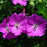 Cranesbill, Max Frei Bloody Cranesbill