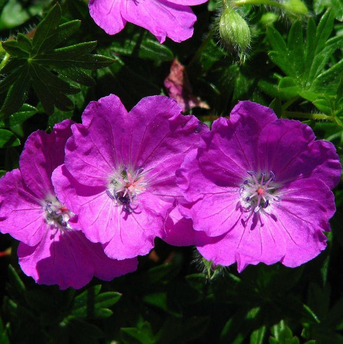 Cranesbill, Max Frei Bloody Cranesbill