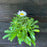 Shasta Daisy, Snowcap Shasta Daisy