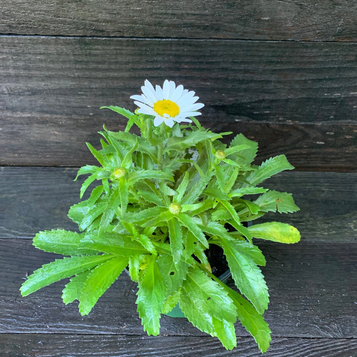 Shasta Daisy, Snowcap Shasta Daisy