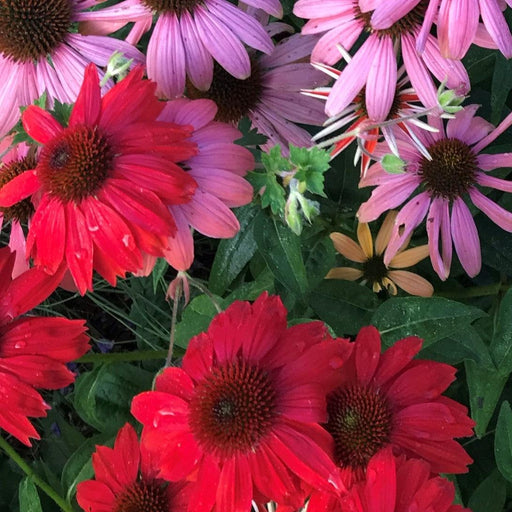 Coneflower, Sombrero® Salsa Red Coneflower