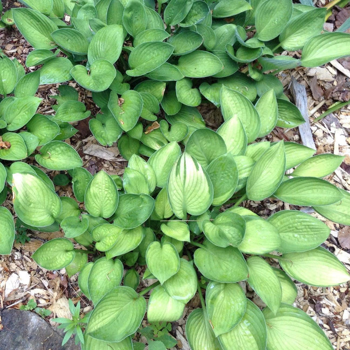 Hosta, Gold Standard Hosta