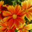 Tickseed, Lil' Bang™ Darling Clementine Tickseed