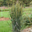 Grass, Prairie Winds® Blue Spear Switch Grass