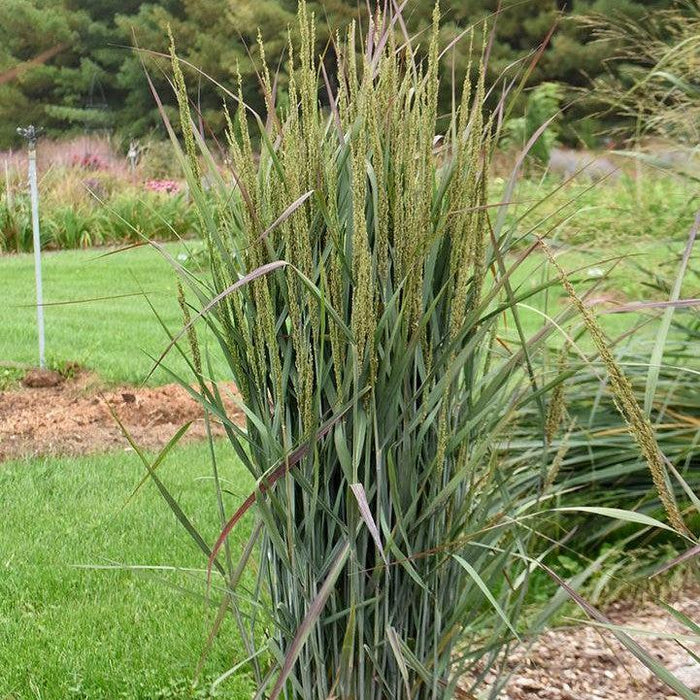 Grass, Prairie Winds® Blue Spear Switch Grass