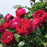 Rose, Eden Climber® Red Rose