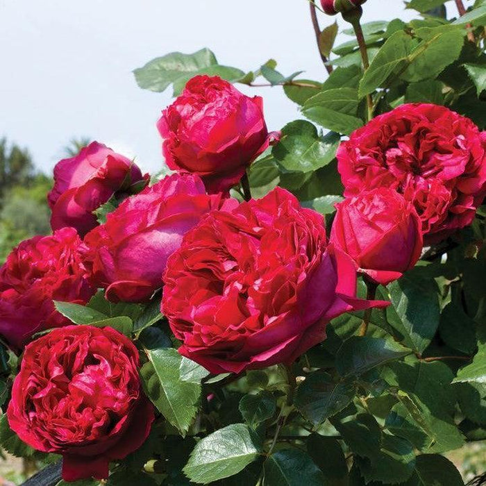 Rose, Eden Climber® Red Rose