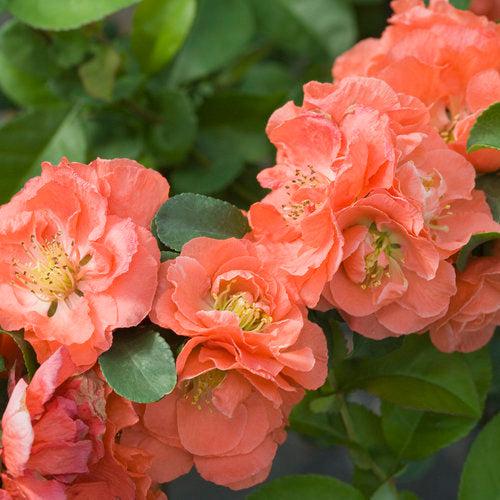 Flowering Quince, PW® Double Take™ Peach Flowering Quince