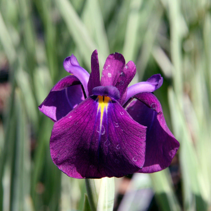 Iris, Variegated Japanese Iris