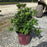 Azalea, Encore Autumn Sunburst Reblooming Azalea