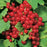 Currant, Red Lake Red Currant