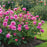 Rosa 'Ausmerchant'  - Princess Alexandra of Kent Rose