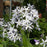 Blue Star, Threadleaf Blue Star, Arkansas Blue Star