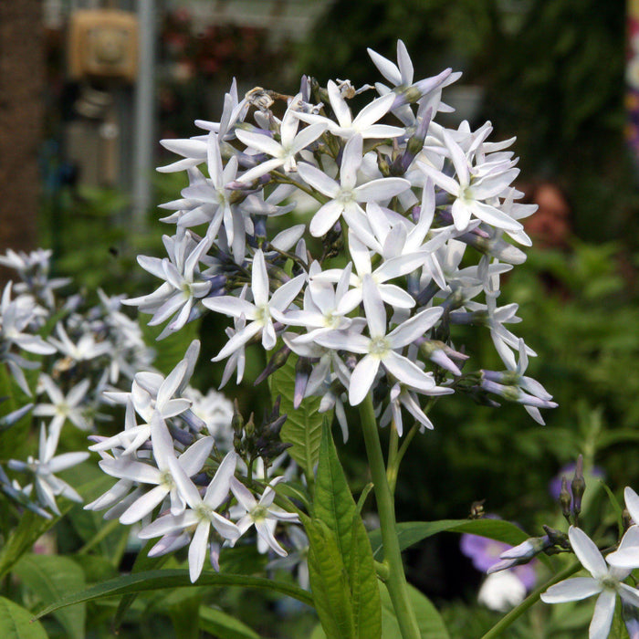 Blue Star, Threadleaf Blue Star, Arkansas Blue Star