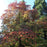 Dogwood, Pagoda Dogwood