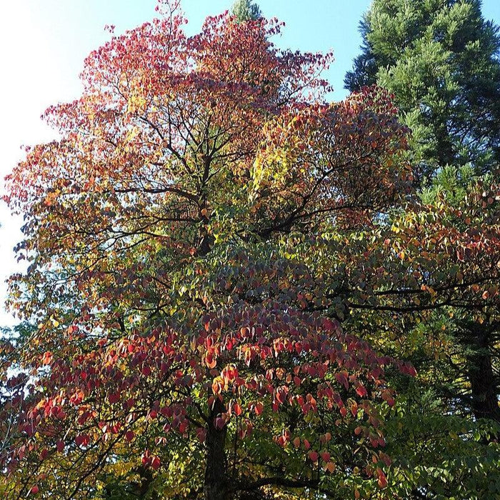 Dogwood, Pagoda Dogwood