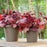 Coral Bells, Primo® Mahogany Monster Heuchera