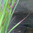 Grass, Standing Ovation Little Bluestem