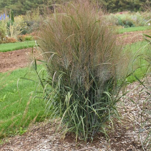 Grass, Prairie Winds® October Sky Switch Grass