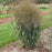 Grass, Prairie Winds® October Sky Switch Grass