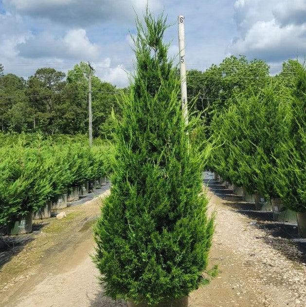 Juniper, Columnar Hetzi Juniper