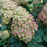 Hydrangea, Proven Winners® Limelight Prime® Hydrangea