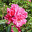 Rose, Flower Carpet® Pink Rose