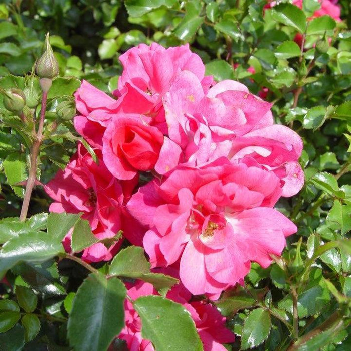 Rose, Flower Carpet® Pink Rose