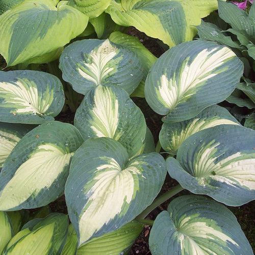 Hosta, PW® Shadowland® Hudson Bay Hosta