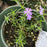 Phlox, Emerald Blue Creeping Phlox