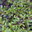 Cotoneaster, Willowleaf Cotoneaster
