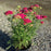 Yarrow, Strawberry Seduction Yarrow