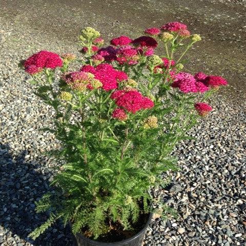 Yarrow, Strawberry Seduction Yarrow