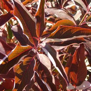 Dogwood, Huron® Dogwood