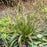 Sedge, Seersucker Sedge