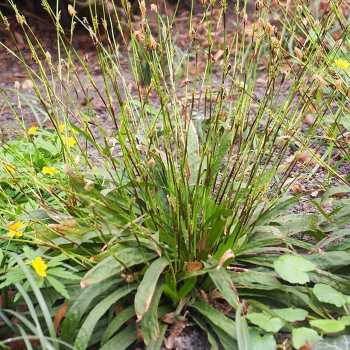 Sedge, Seersucker Sedge