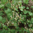 Meadow Rue, Early Meadow Rue