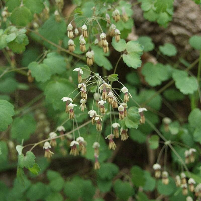 Meadow Rue, Early Meadow Rue