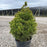 Spruce, Dwarf Alberta Spruce