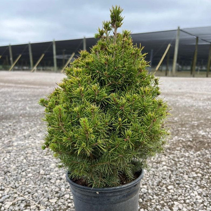 Spruce, Dwarf Alberta Spruce