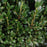 Holly, First Editions® Chubby Hubby™ Japanese Holly