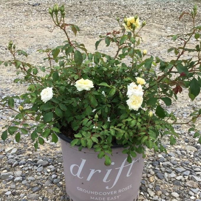 Rose, White Drift® Rose