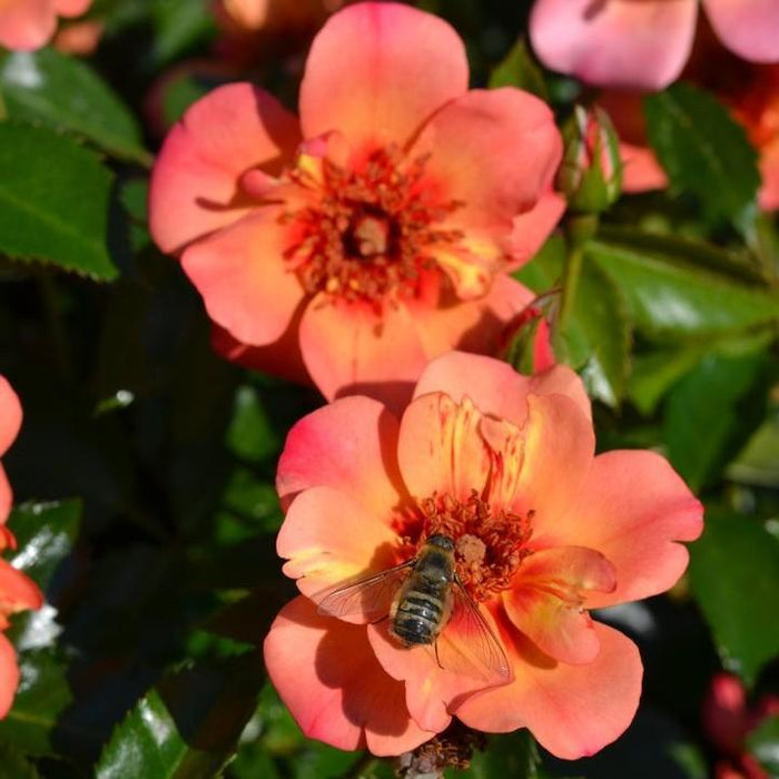 Rose, Flower Carpet® Peach Rose