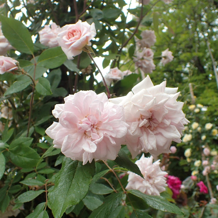 Rose, Cecile Brunner™ Climbing Rose