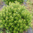 Ilex glabra 'ILEXFARROWTRACEY'  - Strongbox® Inkberry Holly