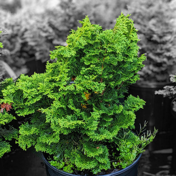 False Cypress, Slender Hinoki False Cypress