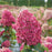 Hydrangea, Proven Winners® Limelight Prime® Hydrangea