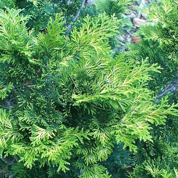 Cypress, Verdonii Hinoki Cypress
