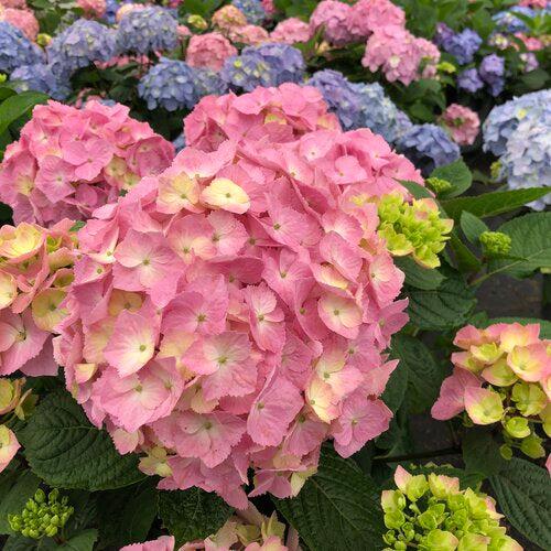 Hydrangea, Let's Dance® Sky View® Macrophylla Hydrangea